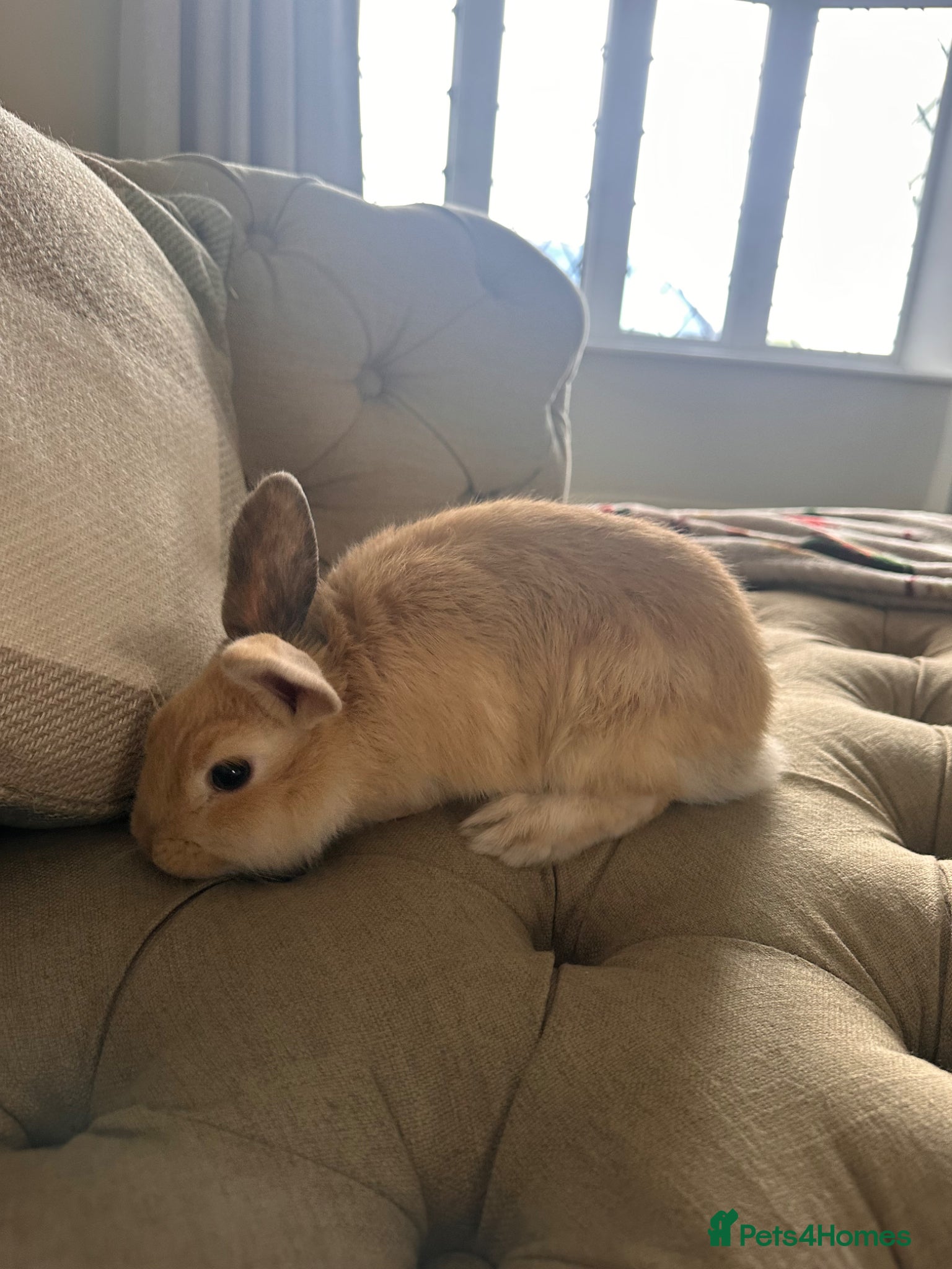 Mini Lop rabbits 1 mini lop  - Advert 2