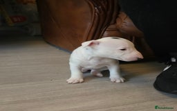Miniature Bull terrier dogs for sale: Miniature Bull Terrier  - Image 26