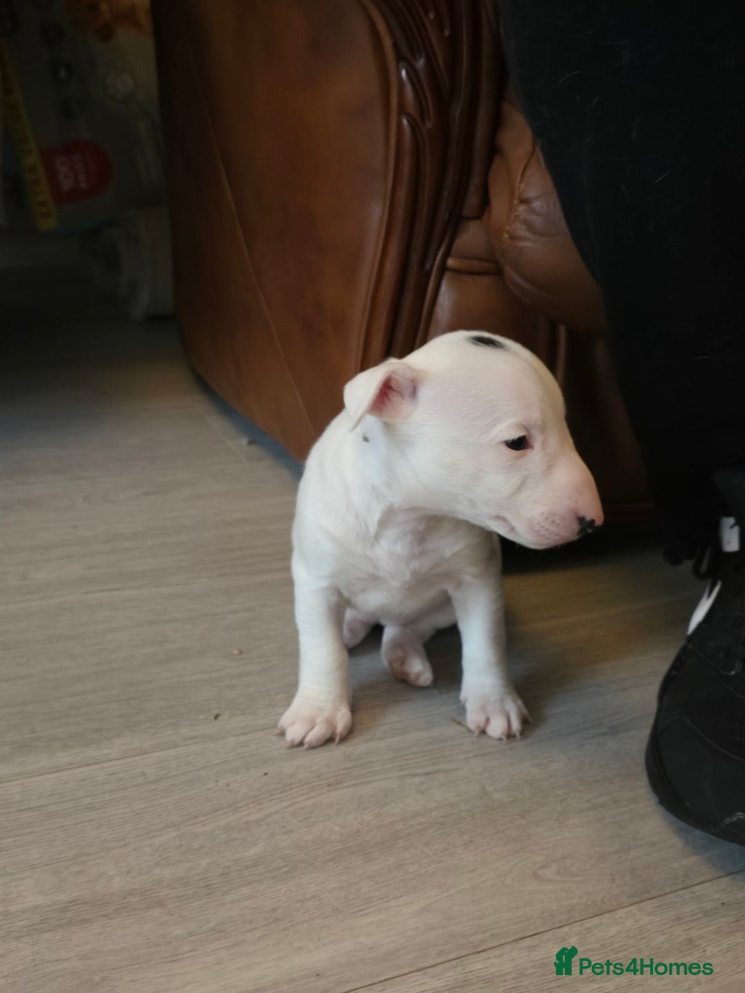 Miniature Bull terrier dogs for sale: Miniature Bull Terrier  - Image 26