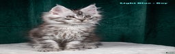 Maine Coon cats for sale: XL PEDIGREE TICA REGISTERED MAINE COON KITTENS - Advert 19