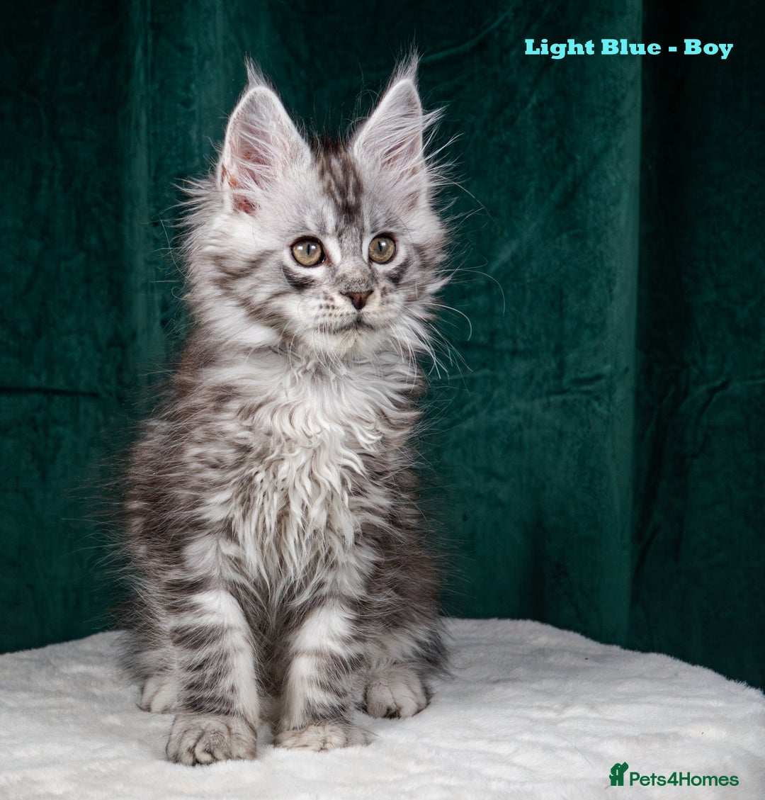 Maine Coon cats for sale: XL PEDIGREE TICA REGISTERED MAINE COON KITTENS - Advert 19