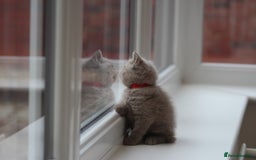 British Shorthair cats for sale: 🩶🐈🐾 Stunning BSH Kittens 🩶🐈🐾 - Image 31