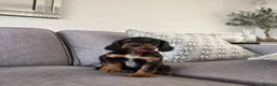 Cocker Spaniel dogs for sale: Beautiful tri coloured cocker spaniel pups   - Advert 27