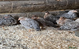 Chickens poultry for sale: Cream Legbar & Welsummer Chickens  - Image 4
