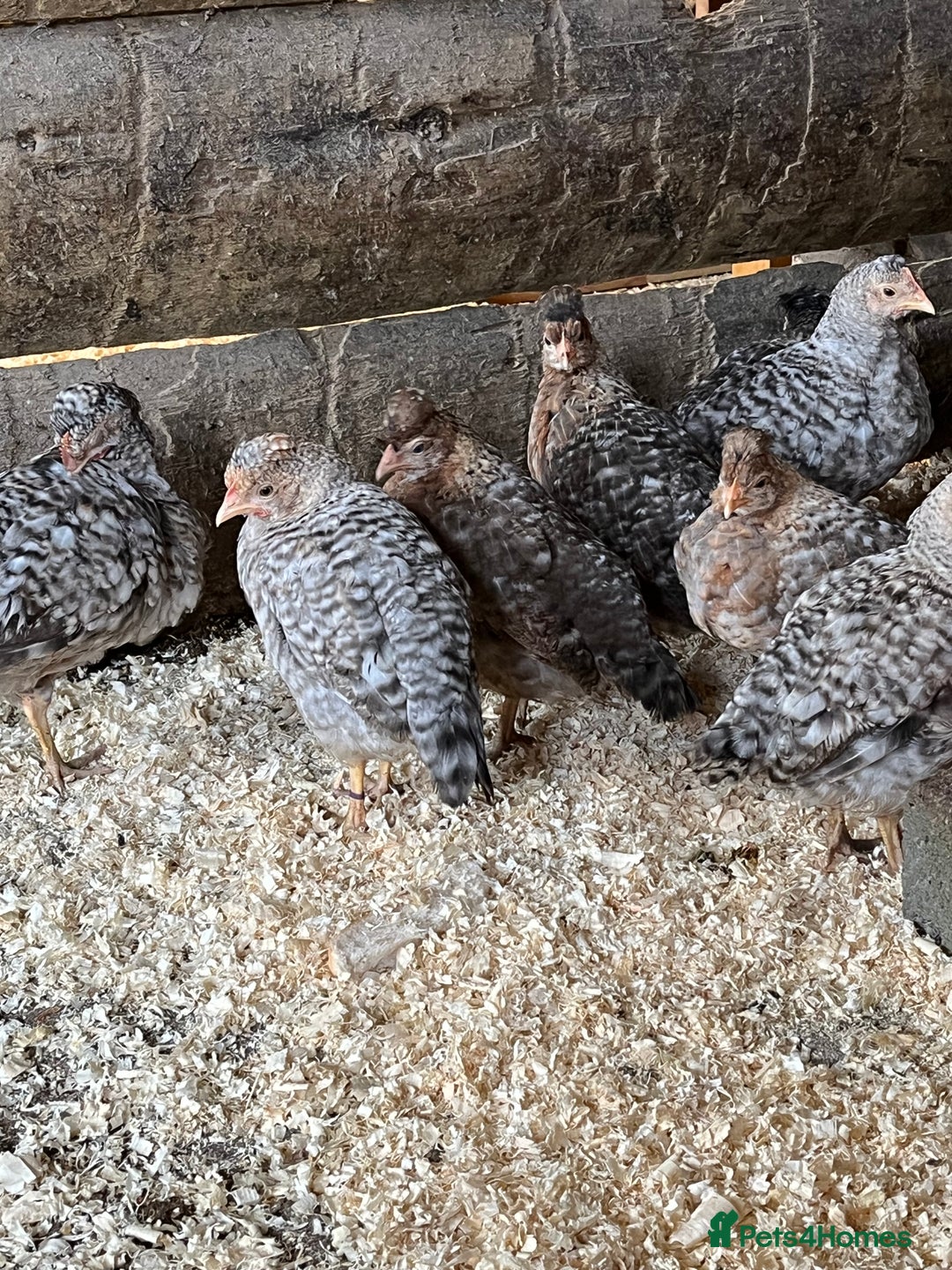Chickens poultry for sale: Cream Legbar & Welsummer Chickens  - Image 4