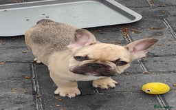French Bulldog dogs for sale: KC reg French bulldog puppies female & male big➰  - Image 11
