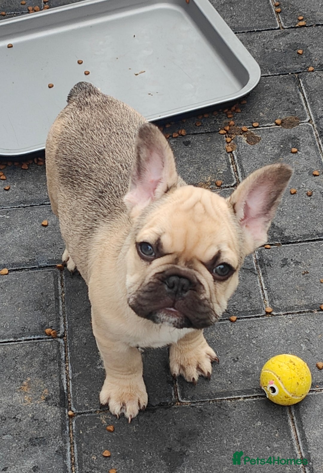 French Bulldog dogs for sale: KC reg French bulldog puppies female & male big➰  - Image 11