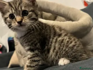 Mixed Breed cats Selling due to not having time for her - Advert 3