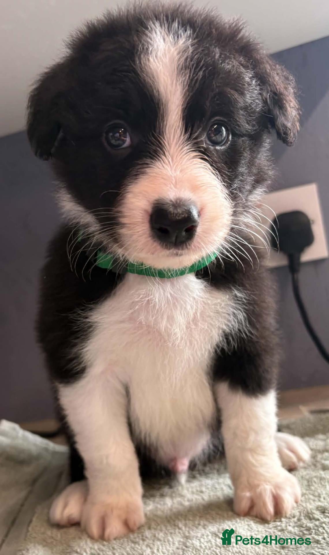 Border Collie dogs Stunning Border Collie puppies - Advert 1