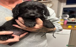 Doxiepoo dogs for sale: Doxipoo puppies READY NOW - Image 3