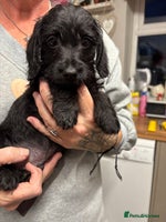 Doxiepoo dogs Doxipoo puppies READY NOW - Advert 6