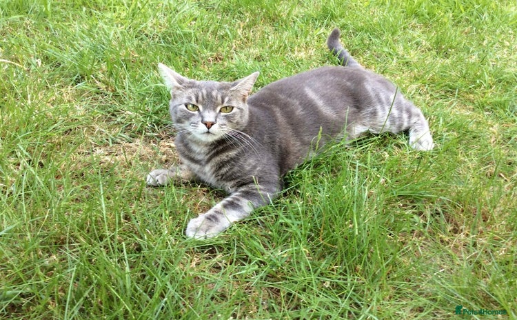 Domestic Shorthair cats - Advert 12