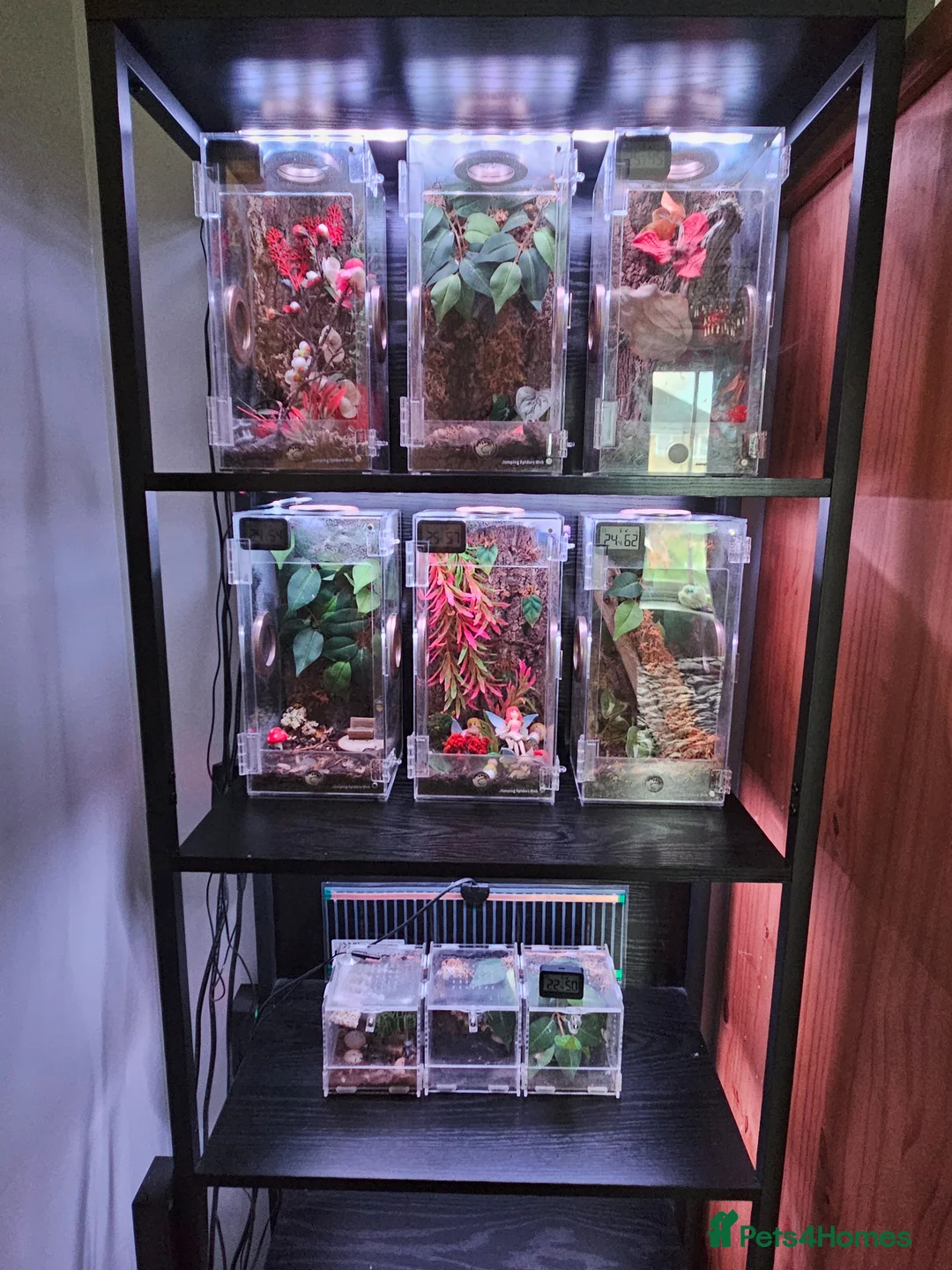 Spiders invertebrates for sale: 5 Jumping spiders + enclosures, heat mats etc in Norwich - Advert 1