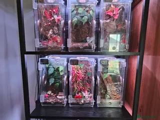 Spiders invertebrates 5 Jumping spiders + enclosures, heat mats etc - Advert 16