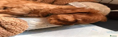 Cavalier King Charles Spaniel Puppy 4