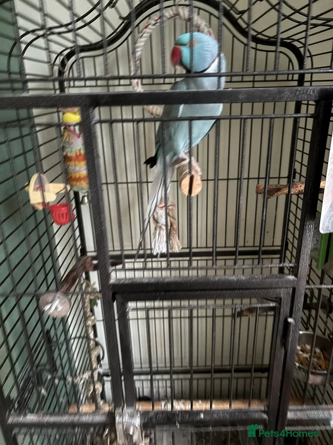 Ringnecks birds for sale: Indian blue ringneck in Doncaster - Advert 2
