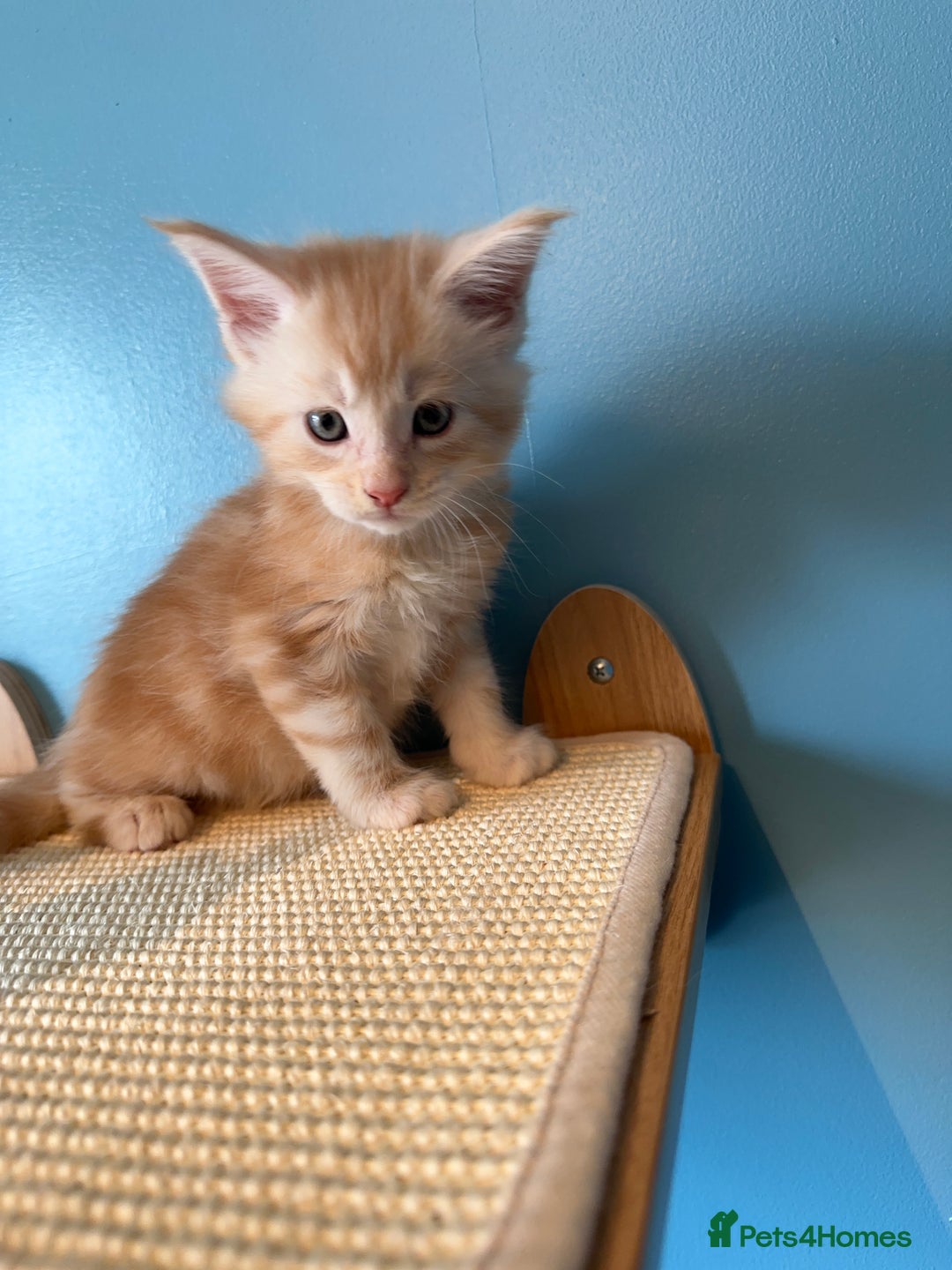 Maine Coon cats for sale: GCCF Maine coon kittens  - Image 12