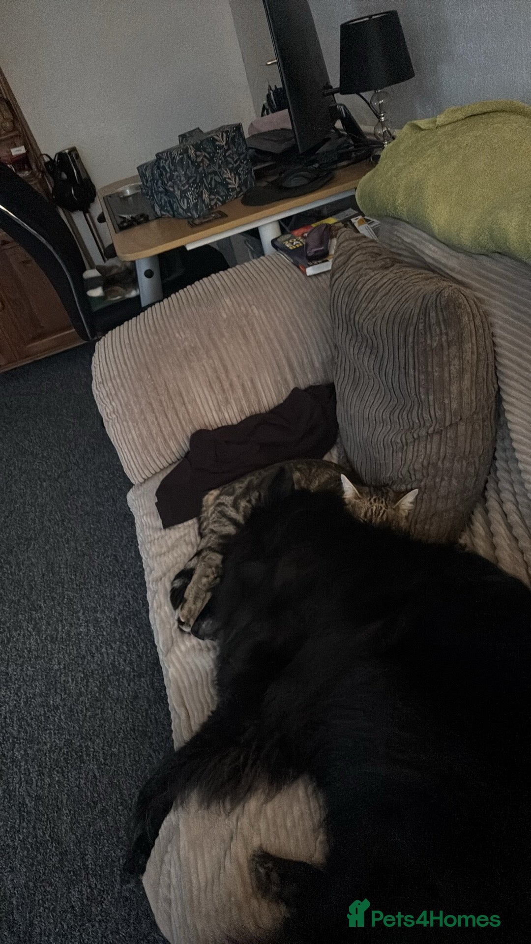 Mixed Breed cats for sale: 2 male cats  - Advert 8