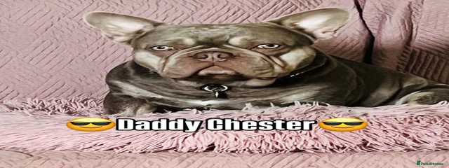 Chester DEE Jester
