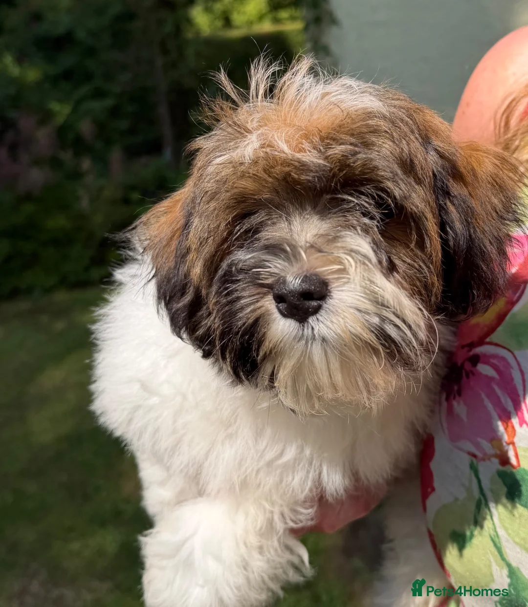 Havanese dogs for sale: Exquisite Havanese Puppies Boys and Girls  - Advert 2