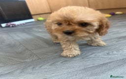 Cavapoo dogs for sale: 5 beautiful F1 cavapoo puppies - Image 5