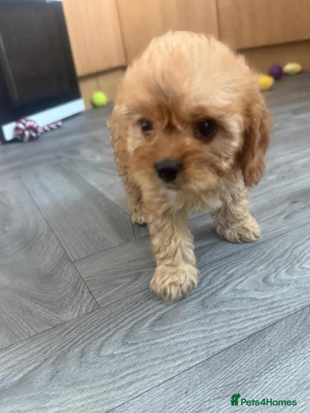 Cavapoo dogs for sale: 5 beautiful F1 cavapoo puppies - Image 5