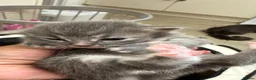 American Shorthair cats for sale: 5 BEAUTIFUL GREY KITTENS - Advert 15