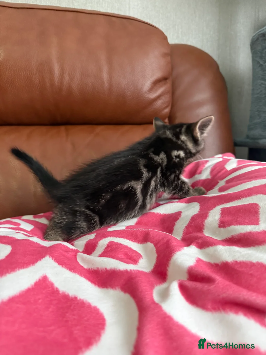 Mixed Breed cats for sale: Mixed Bengal and tabby cats  - Advert 12