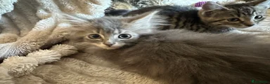 Grey fluffy 