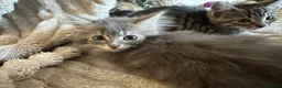 Mixed Breed cats for sale: Kittens for sale  - Advert 10