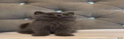 British Shorthair cats for sale: Gorgeous British shorthair kittens🏆🏆 - Advert 6