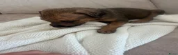 Mixed Breed dogs for sale: Bull hound puppies in London - Advert 16