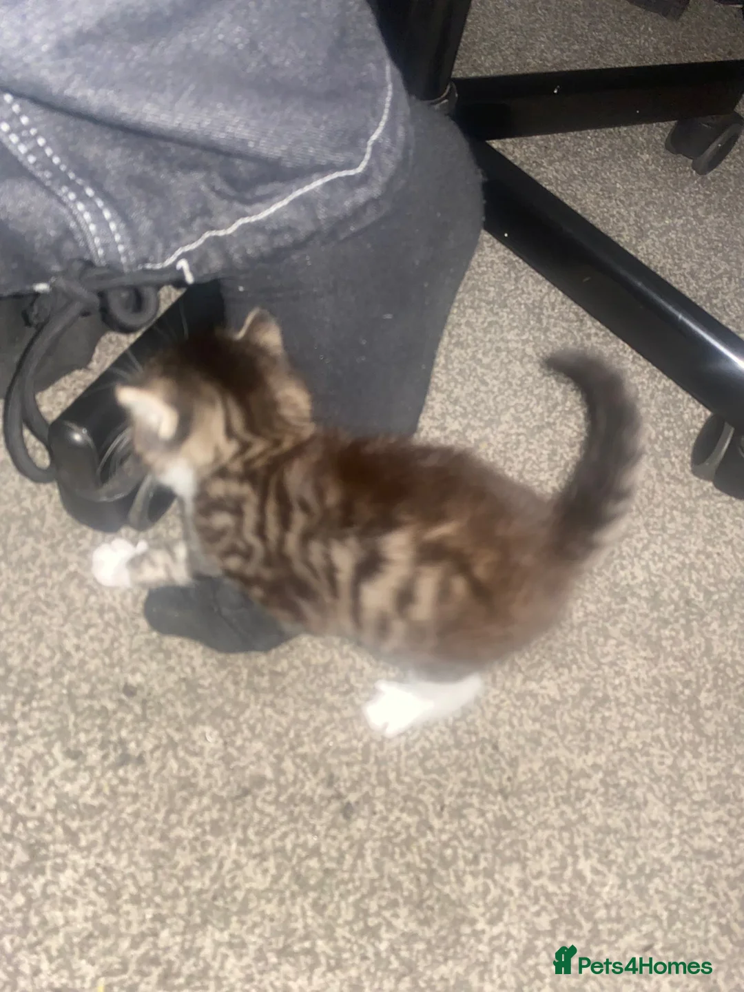 Domestic Shorthair cats for sale: Beautiful tabby boy kitten  - Advert 3
