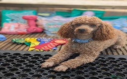 Toy Poodle dogs for stud: Stunning KC poodle stud in Reading - Image 1