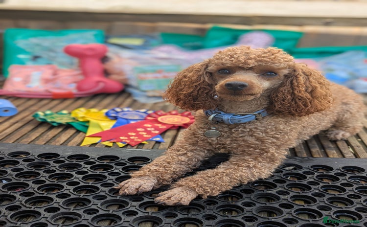 Toy Poodle dogs in Reading - Advert 2