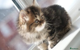 Mixed Breed cats for sale: Three Mixed kittens ( british short hair mother ) - Image 3