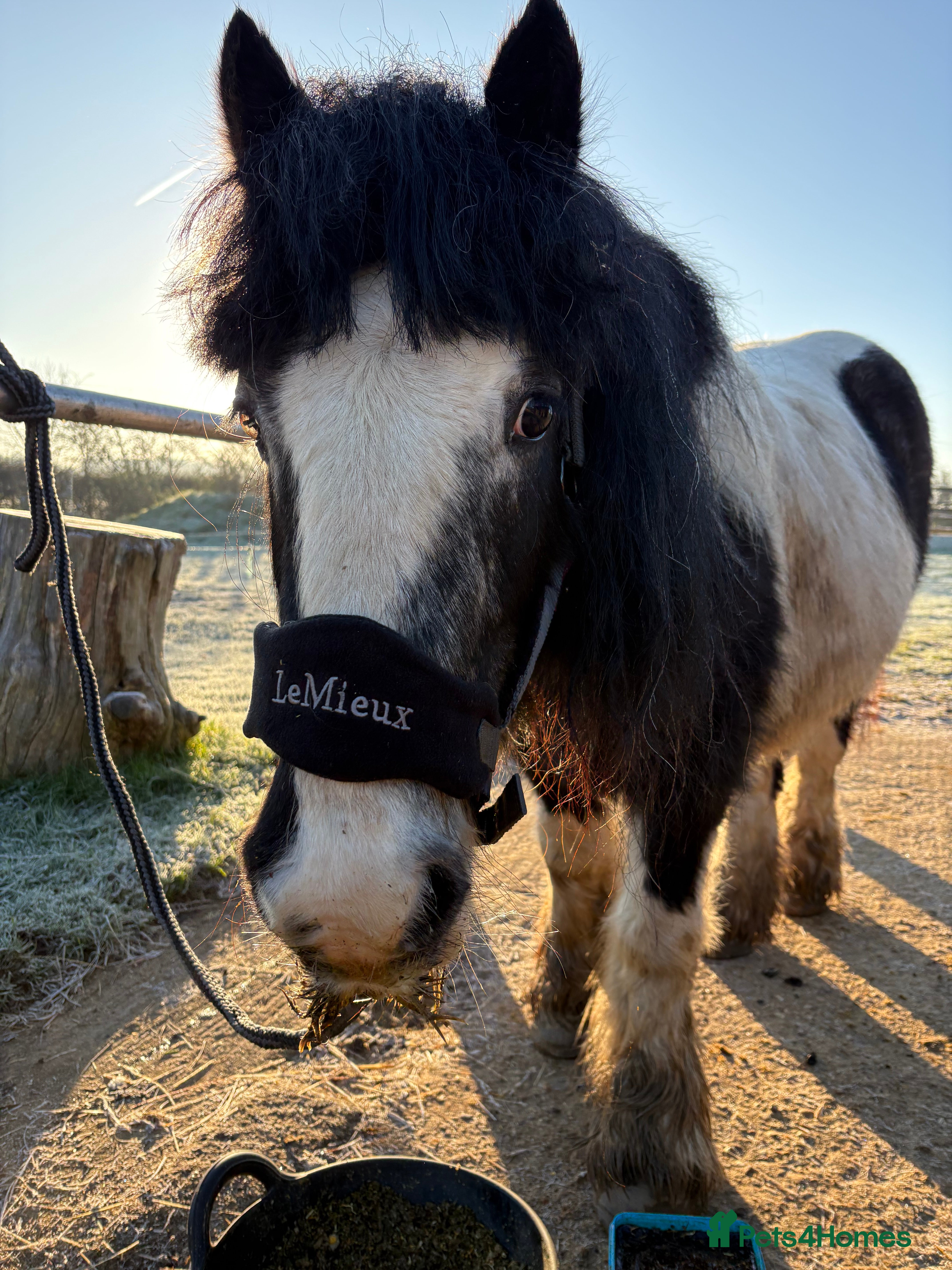 Irish Cob horses Duchess  - Advert 2
