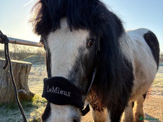 Irish Cob horses Duchess - Advert 1