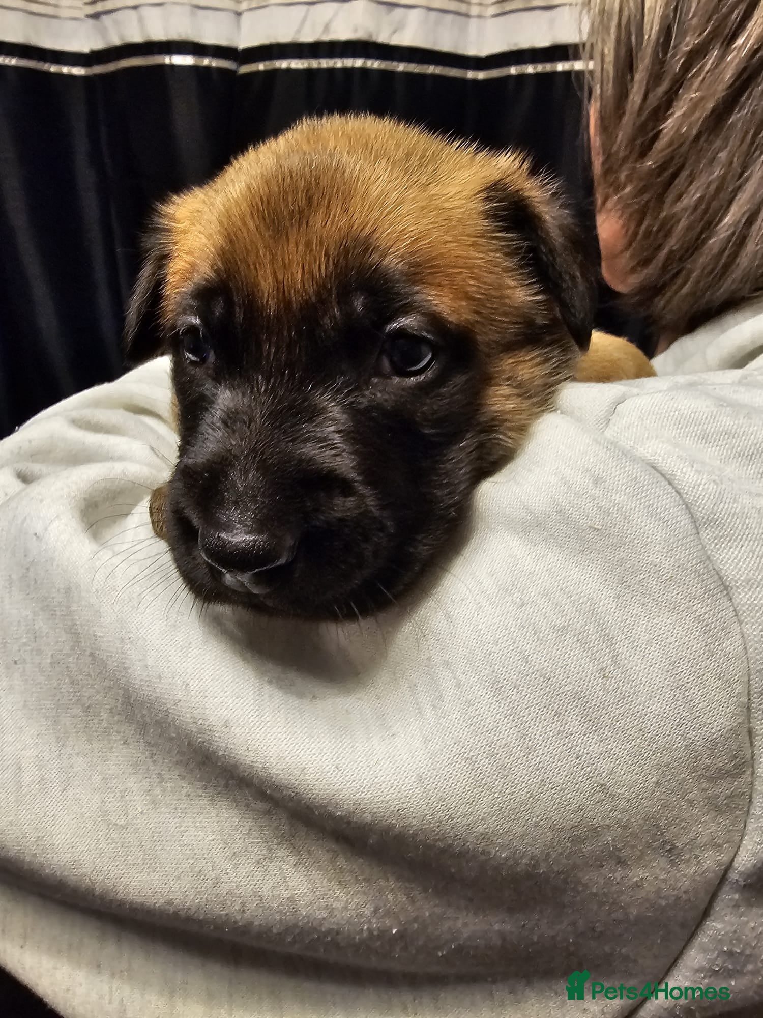 Belgian Shepherd Dog dogs for sale: Belgian Malinois Puppies for Sale (Working Line) - Advert 17