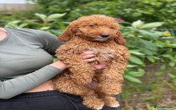 Australian Labradoodle dogs for sale: 5* Health tested Australian labradoodles  - Image 30
