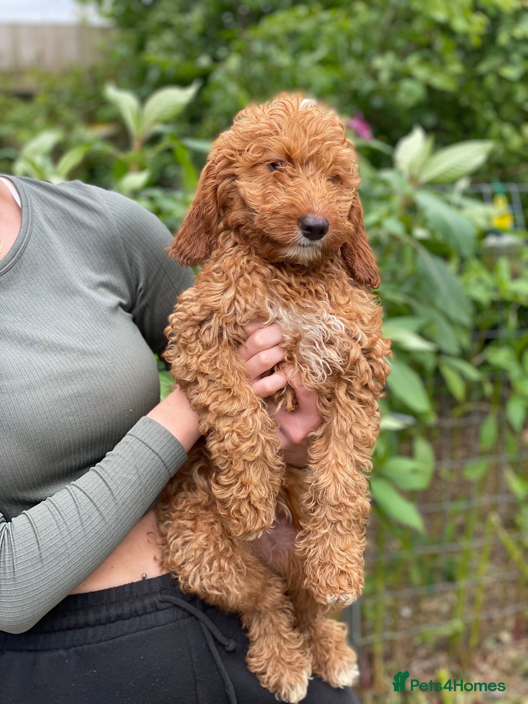Australian Labradoodle dogs for sale: 5* Health tested Australian labradoodles  - Image 30