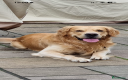 Golden Retriever dogs for sale: Confirmed litter of KC Golden Retriever puppies - Image 9