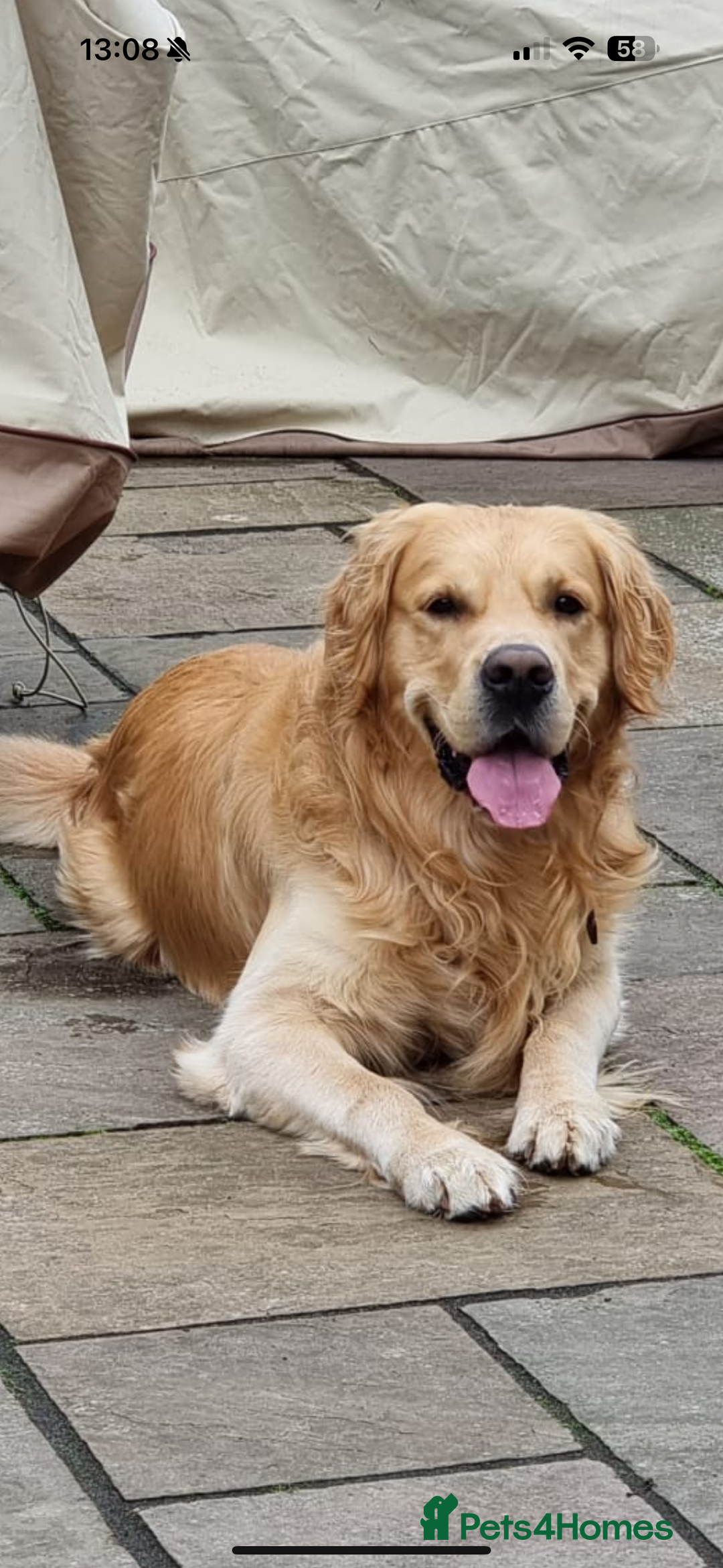 Golden Retriever dogs for sale: Confirmed litter of KC Golden Retriever puppies - Image 9