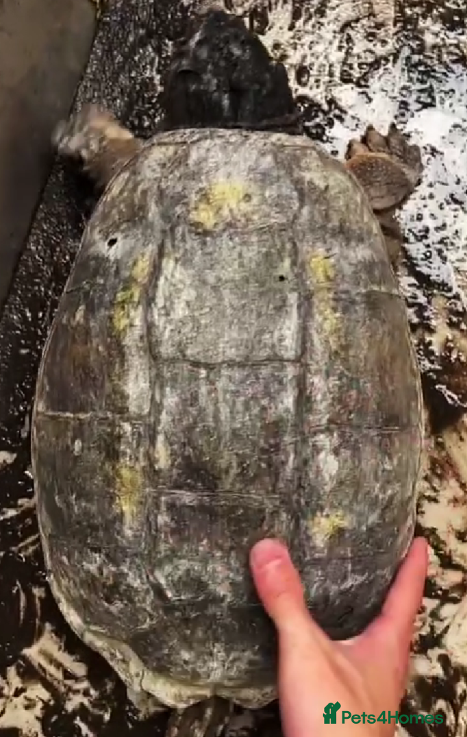 Turtle reptiles aligator - Advert 1