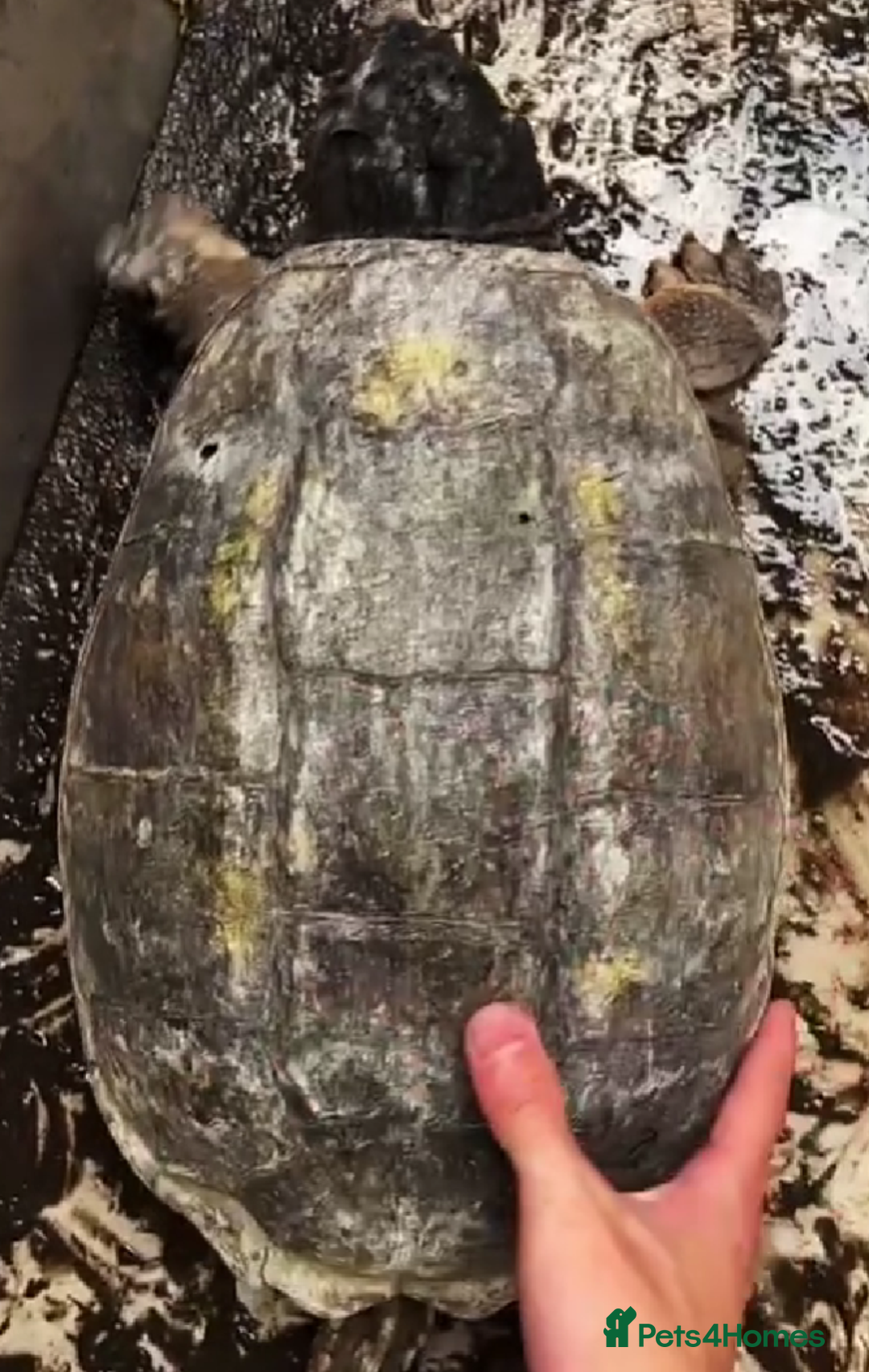 Turtle reptiles for sale: aligator - Advert 1