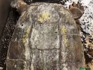 Turtle reptiles aligator - Advert 1