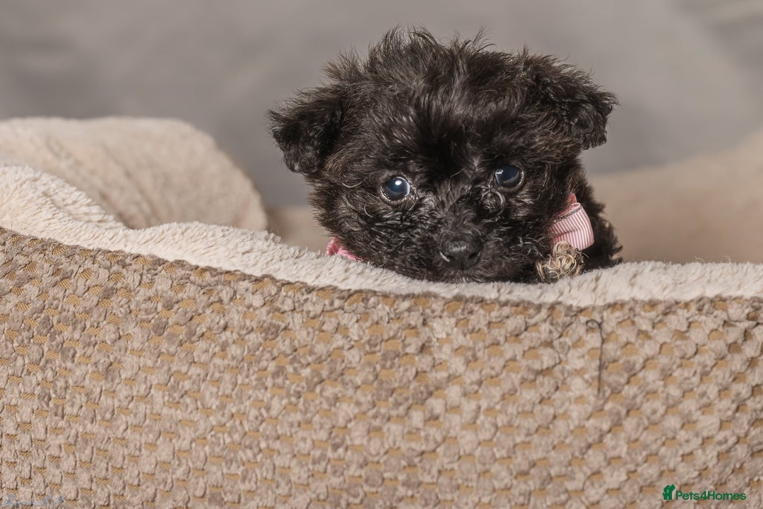 Bichon Frise dogs for sale: 5 Bichon Frisè x Maltese puppies for sale  - Advert 9