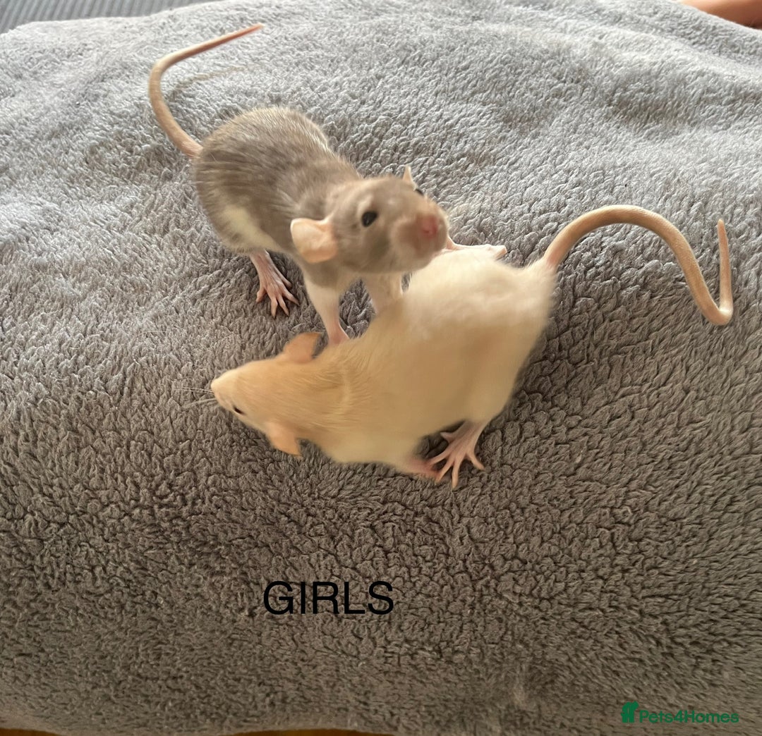 Rat rodents for sale: Baby dumbo rats for sale - Image 12