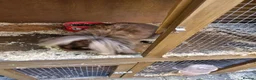Lionhead rabbits for sale: Male looking for new home - Advert 4