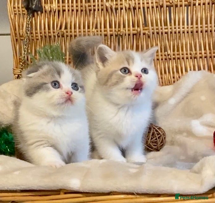 Scottish Fold cats 🧸😻CHAMPION LINE TICA ACTIVE SCOTTISH/BSH😻🧸 - Advert 5
